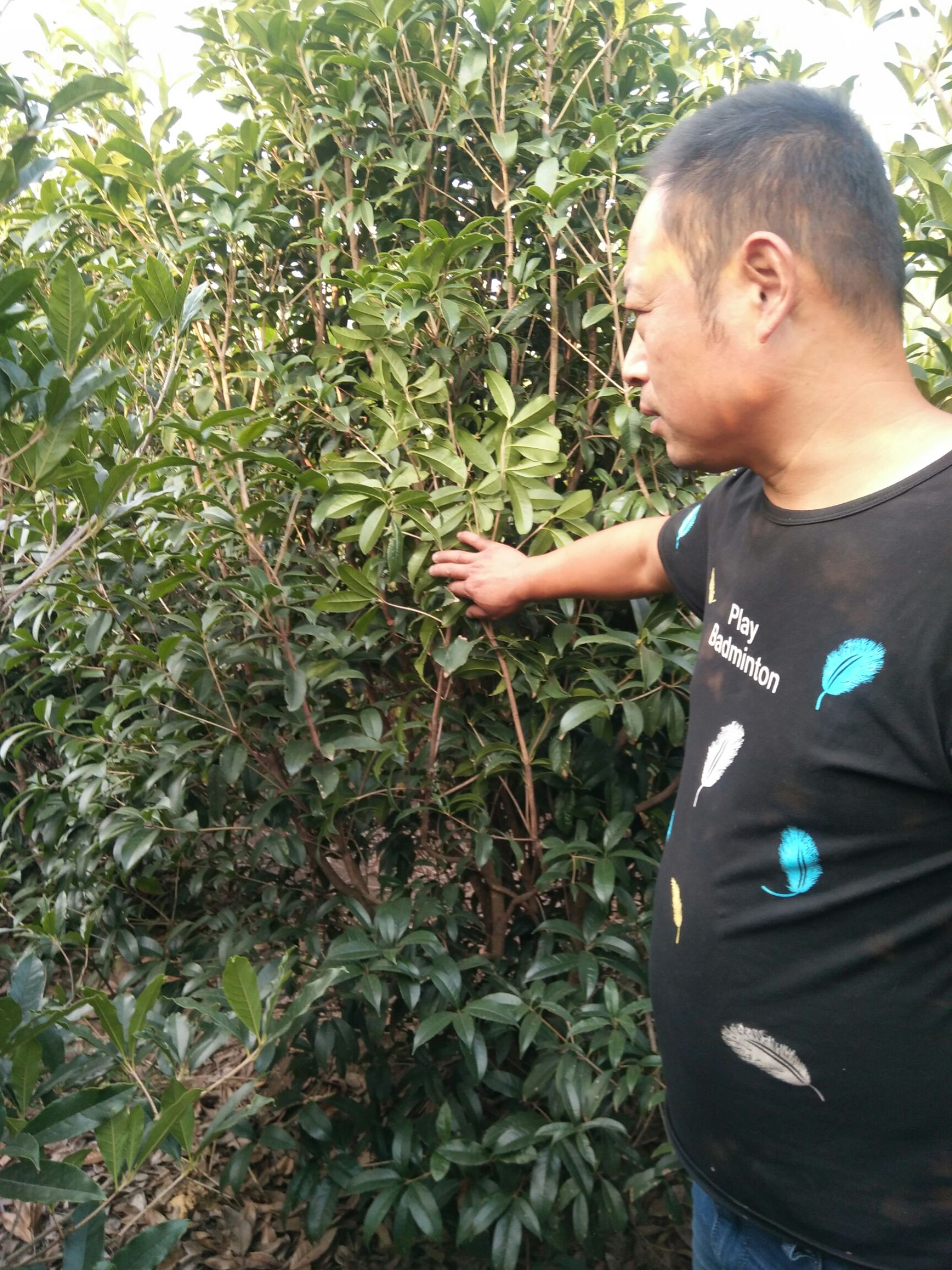 普通桂花树 丛生桂花