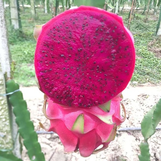 沭阳县红心火龙果苗  红心火龙果盆栽果树苗，四季红肉，南方阳台，室内外盆地种植