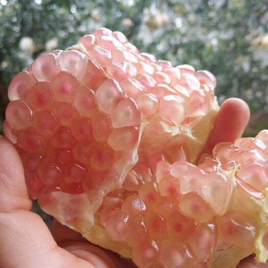 蒙自市蒙自石榴 精品果  7两果