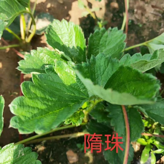 泰安随珠草莓苗  隋珠草莓苗 草莓苗种植管理技术 隋珠草莓苗价格