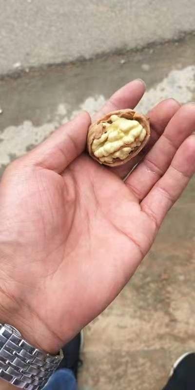 商洛 香玲核桃，秦岭山老树核桃，核桃仁，核桃油，品类多