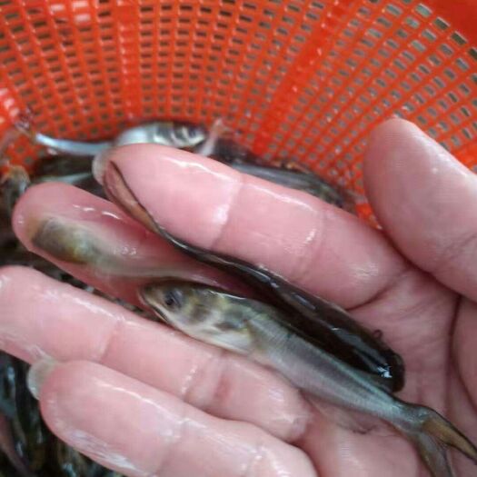 重庆市 叉尾鮰鱼苗 钳鱼苗 唆边鱼苗