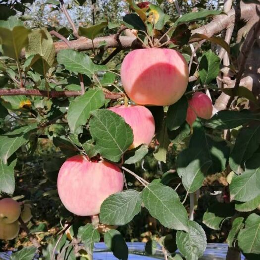 红富士苹果 基地冷库直供白水红富士