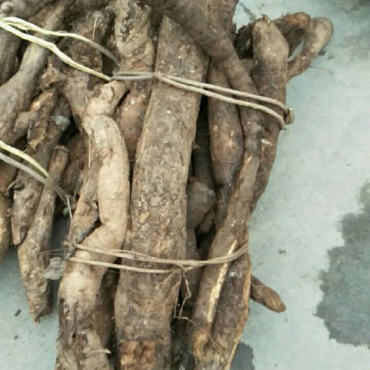 十堰苦葛藤 大量葛麻藤