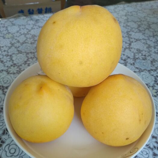 平邑县黄金蜜4号苗 黄金蜜四号   均果350克，含糖量17%，品质上乘！