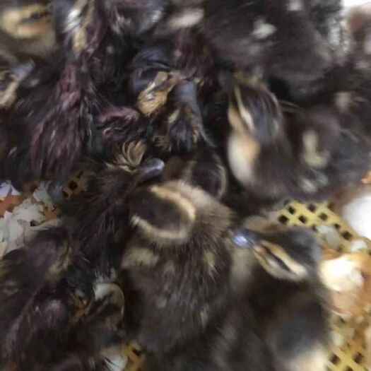 南宁 厂家直销麻鸭苗