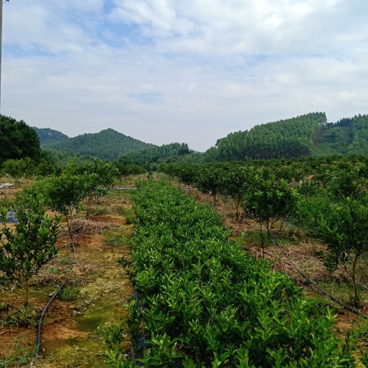融水县脆蜜金柑苗 柳州脆蜜金桔优良苗批发