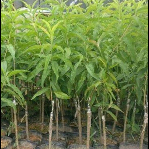 宿州 蟠桃7_7树苗，7月成熟锦绣黄桃树苗，5月成熟油桃树苗