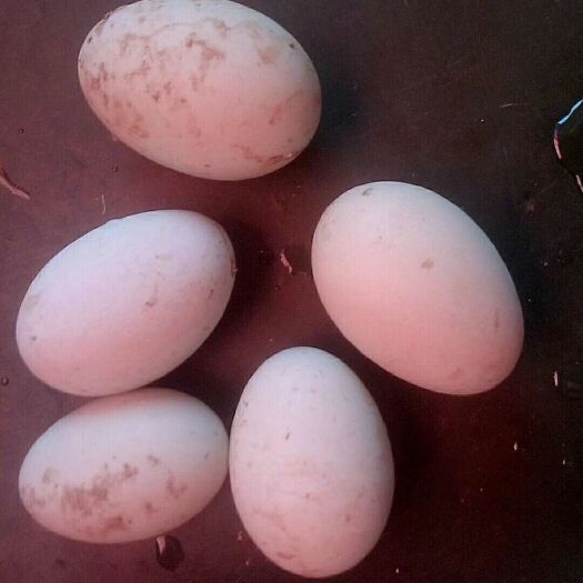 献县麻鸭蛋 食用 箱装