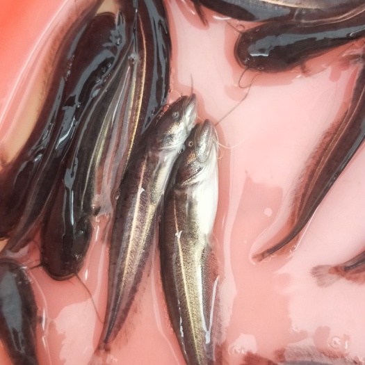 广州 南方大口鲶鱼苗