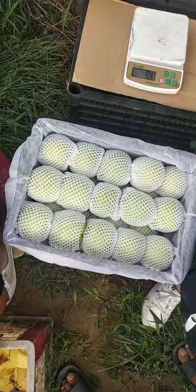 宁陵县翠玉梨 90mm以上 400-450g