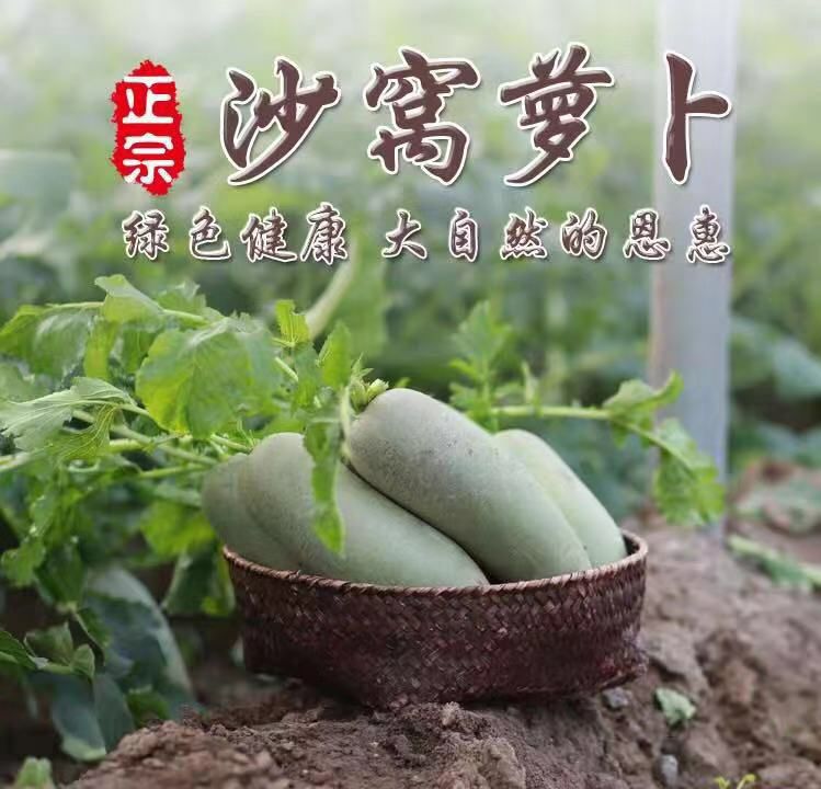  天津沙窝水果萝卜【五斤家庭装】