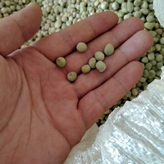 砀山县 出售豌豆！