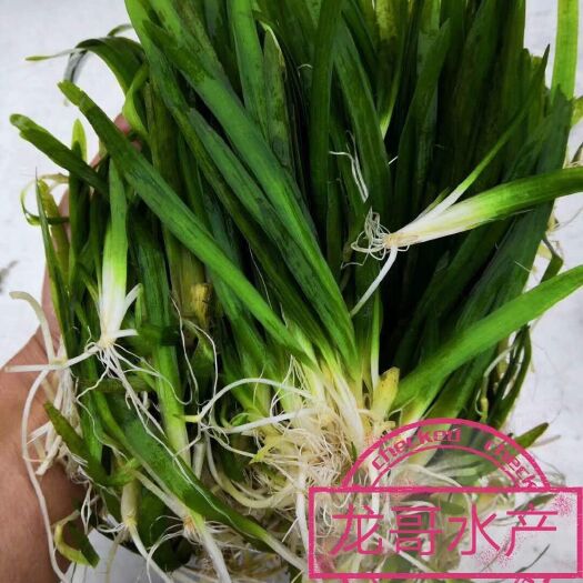 英德市 正宗非洲四季常青矮生苦草，对于小龙虾螃蟹澳龙虾养殖