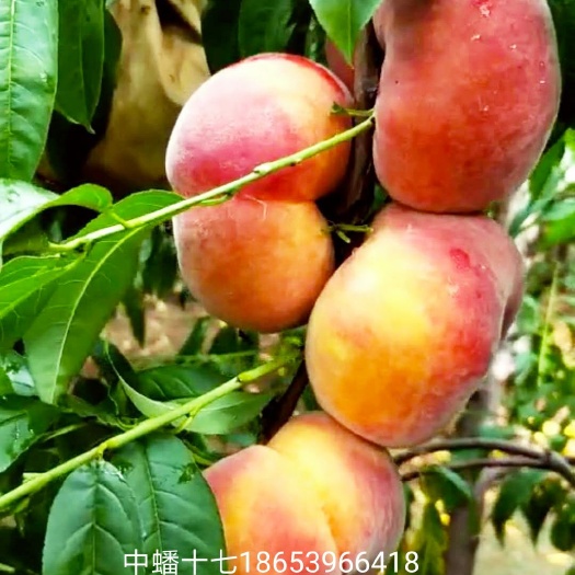 平邑县中蟠17号桃苗 中蟠十七   特大果型桃，肉厚不裂果最大果600克