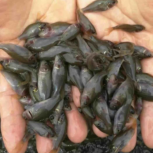重庆市禾花鲤鱼苗  出牌各种鱼苗，提供养殖技术 量大可送货上门