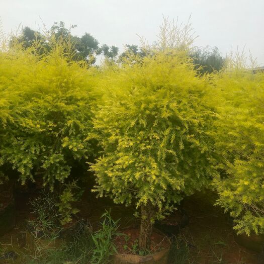 宜良县红千层 宜良成芳苗圃合作社，出售各种绿化苗木，花卉地被等，一站到位，