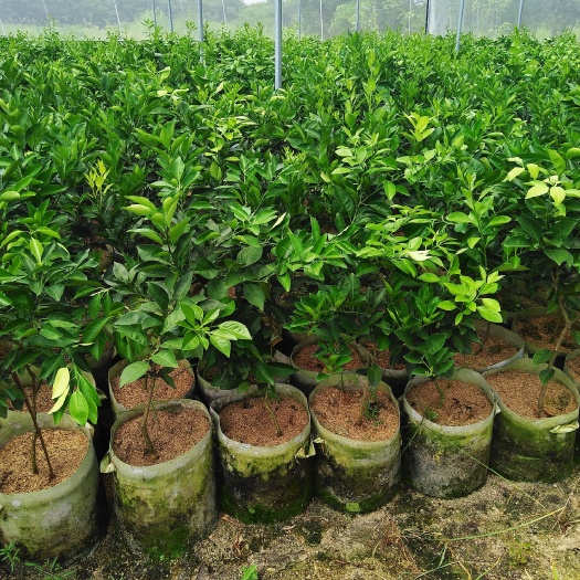 宁都县 脐橙苗 脐橙树苗 纽荷尔脐橙苗 果树苗 赣南脐橙苗