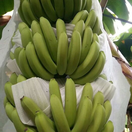 湛江 大量香蕉出售谁需求就联系。
