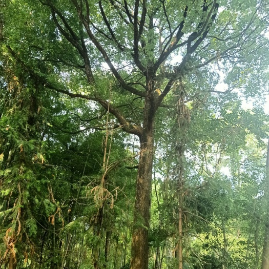 汉寿县全冠香樟