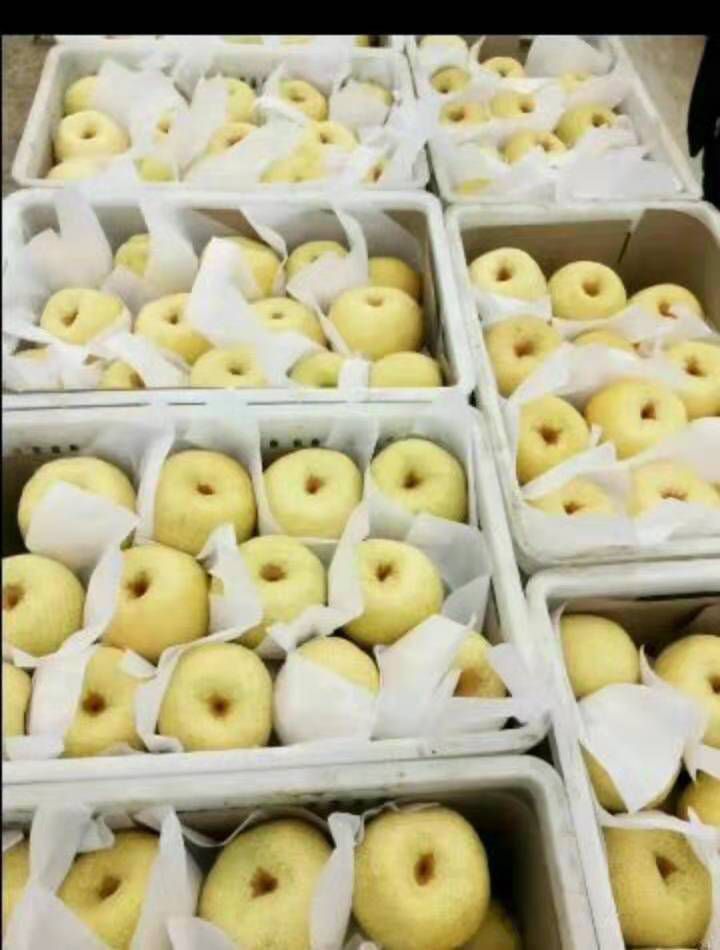 全国现代果业十强县大量供应酥梨