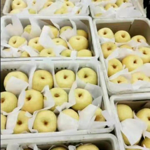丰县全国现代果业十强县大量供应酥梨