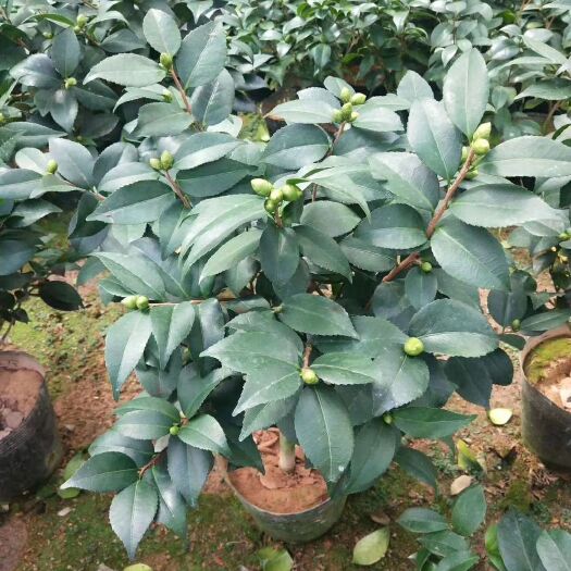 漳平市 19杯香茶花带花苞产地直销批发量大优惠