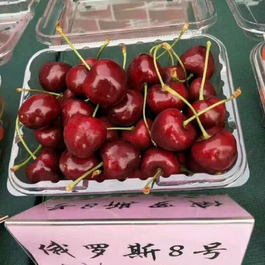 费县俄罗斯8号樱桃苗 黑珍珠樱桃树苗    嫁接苗 脱毒优质苗  包结果