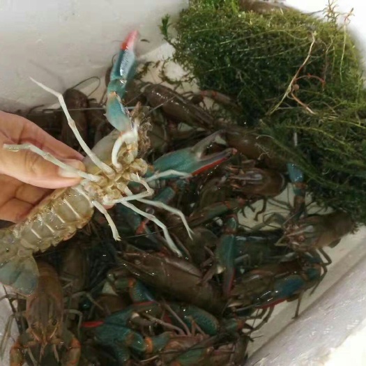 深圳 澳洲淡水龙虾