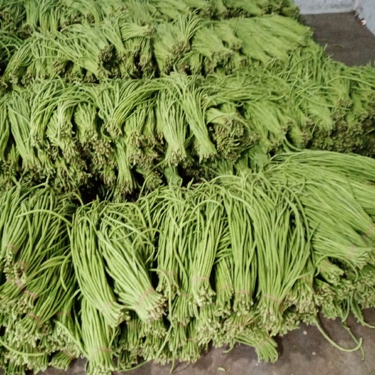耿马县长豇豆 40cm~70cm