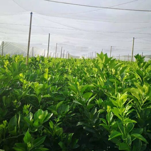 宁都县 纽荷尔脐橙树苗