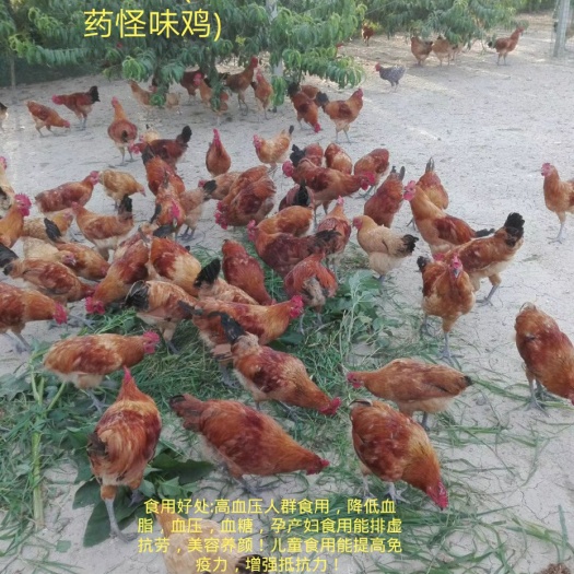  柳集华佗鸡(西文中药怪味鸡)