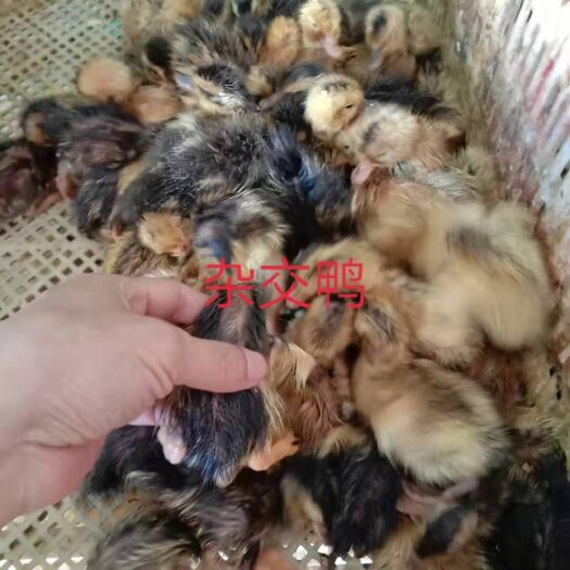 南宁 大种杂交鸭苗