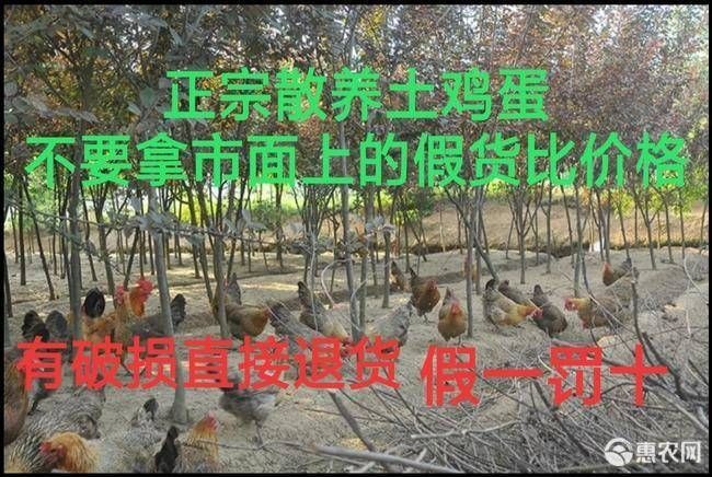 西安 正宗新鲜土鸡蛋，无饲料，绿色，散养鸡，可送礼，散卖，生鲜店