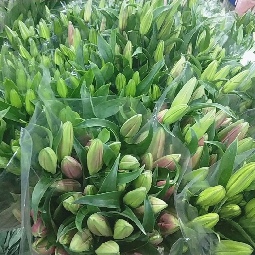 昆明百合花 百合鲜花