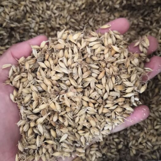 亳州麦芽 小麦芽  各种规格中药材 品种齐全