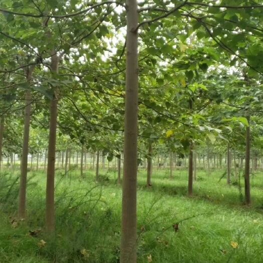 冠县 大量出售紫花泡桐