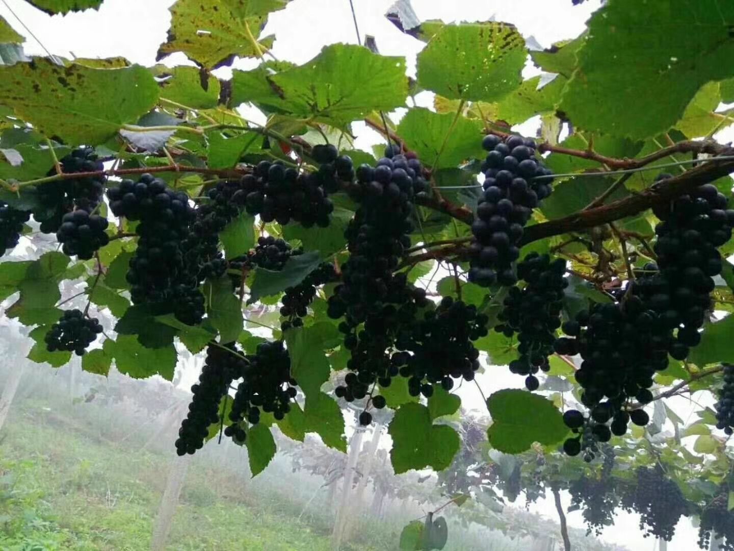  湖南怀化特产高山葡萄带箱10斤装新鲜现摘现发水果黑葡萄酿酒