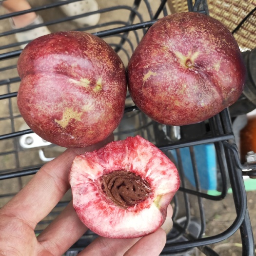 泰安黑油皇后桃树苗   黑油桃树苗