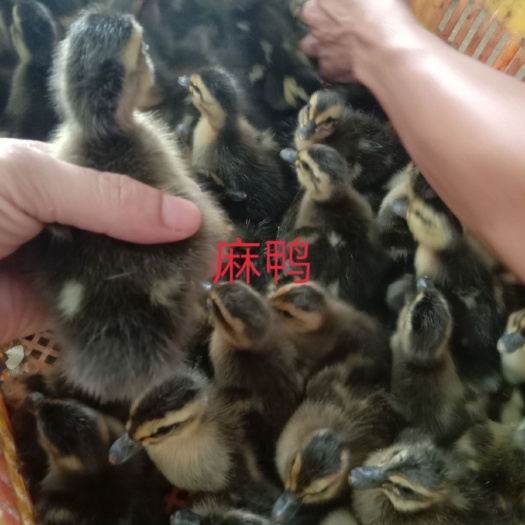 南宁麻鸭苗  大种麻鸭出壳苗200只起发货