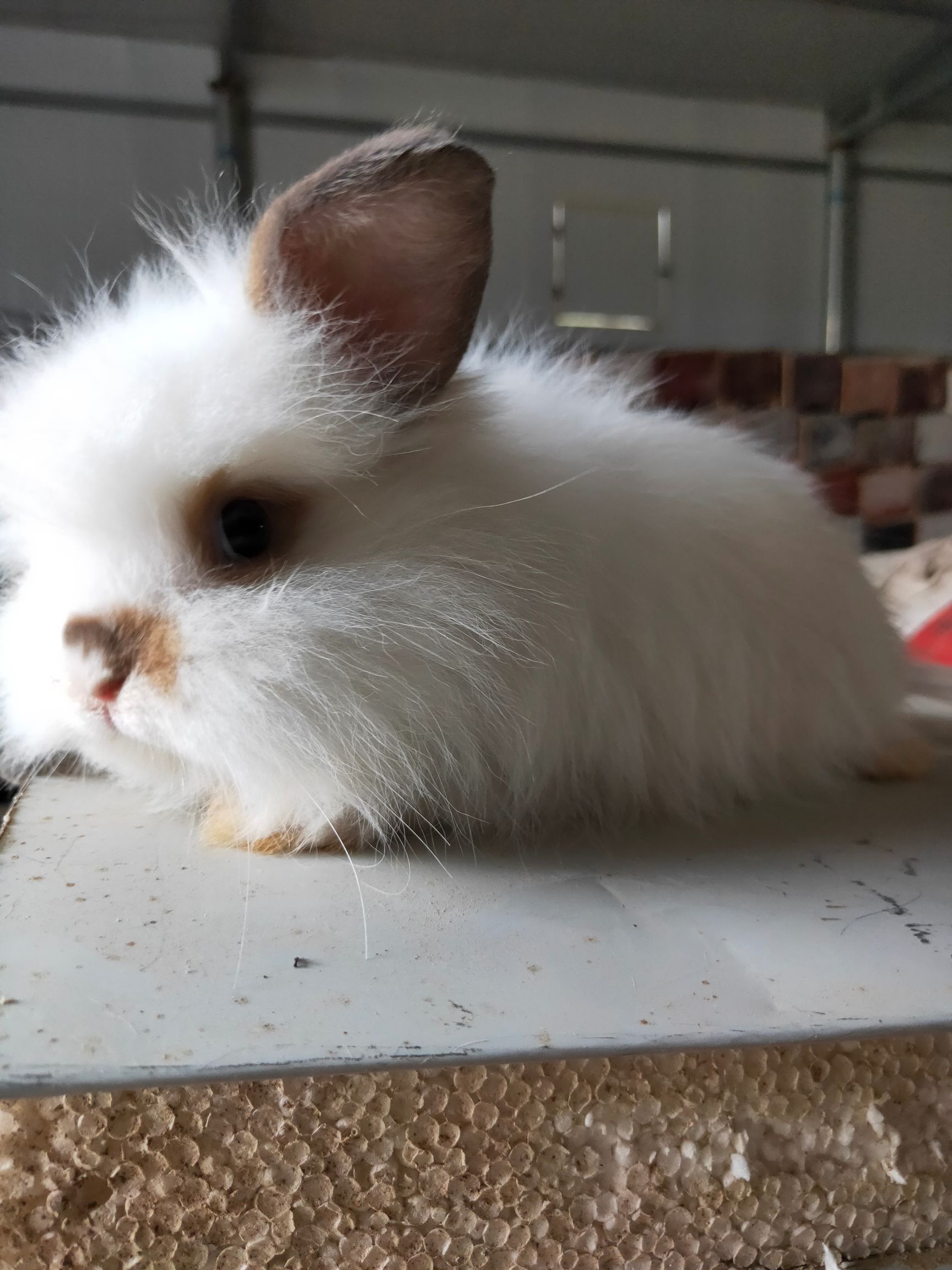 垂耳兔 花色多样