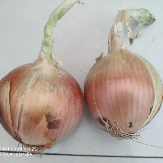 景泰县黄皮洋葱 个大均匀，质量精品