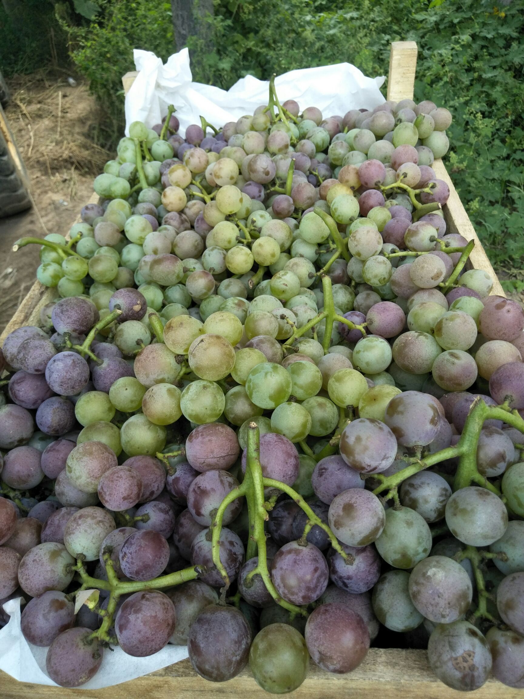 巨峰葡萄  威县巨峰大量上市
