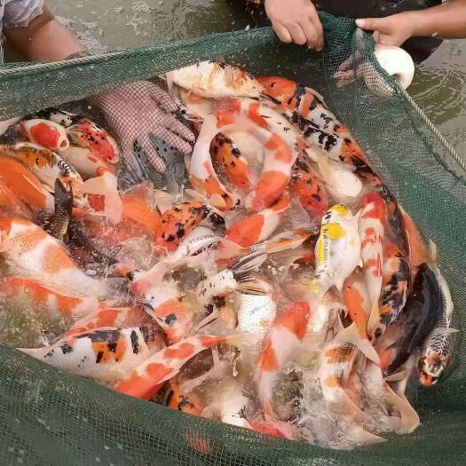 镇平县红白三色锦鲤 各种观赏鱼直供