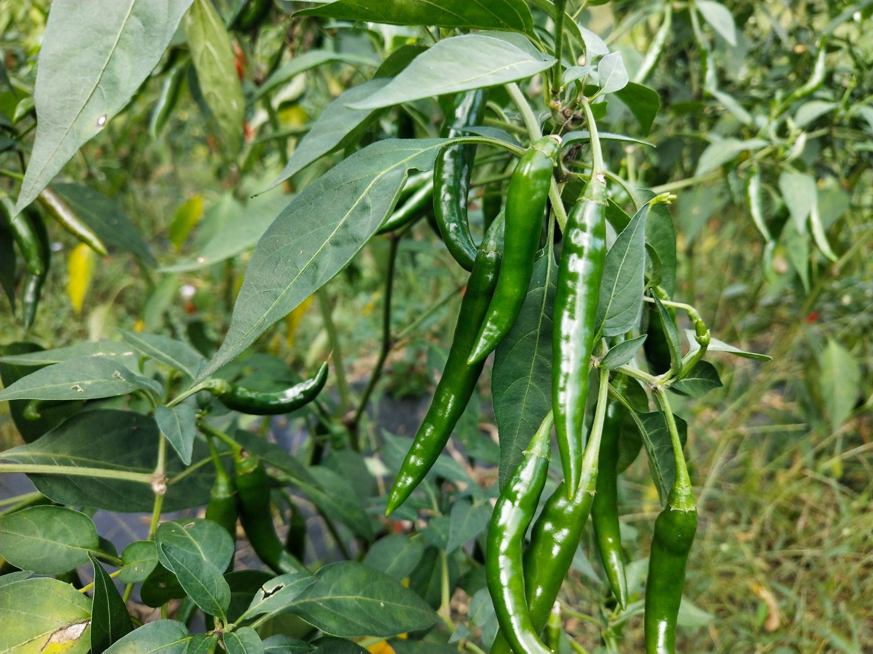 朝天椒 5~10cm 特辣 靑色