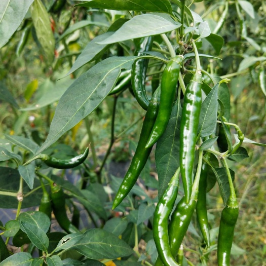 紫云县朝天椒 5~10cm 特辣 靑色