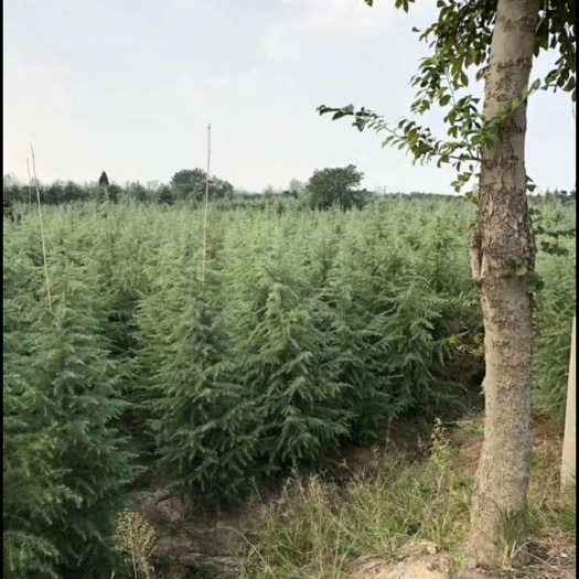 汝南县 雪松基地，数量大，不脱腿，一级苗，货源地直销中！！！