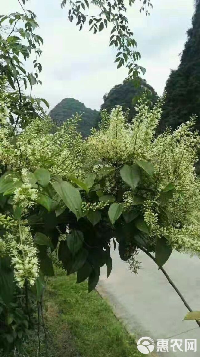  中草药蜂蜜