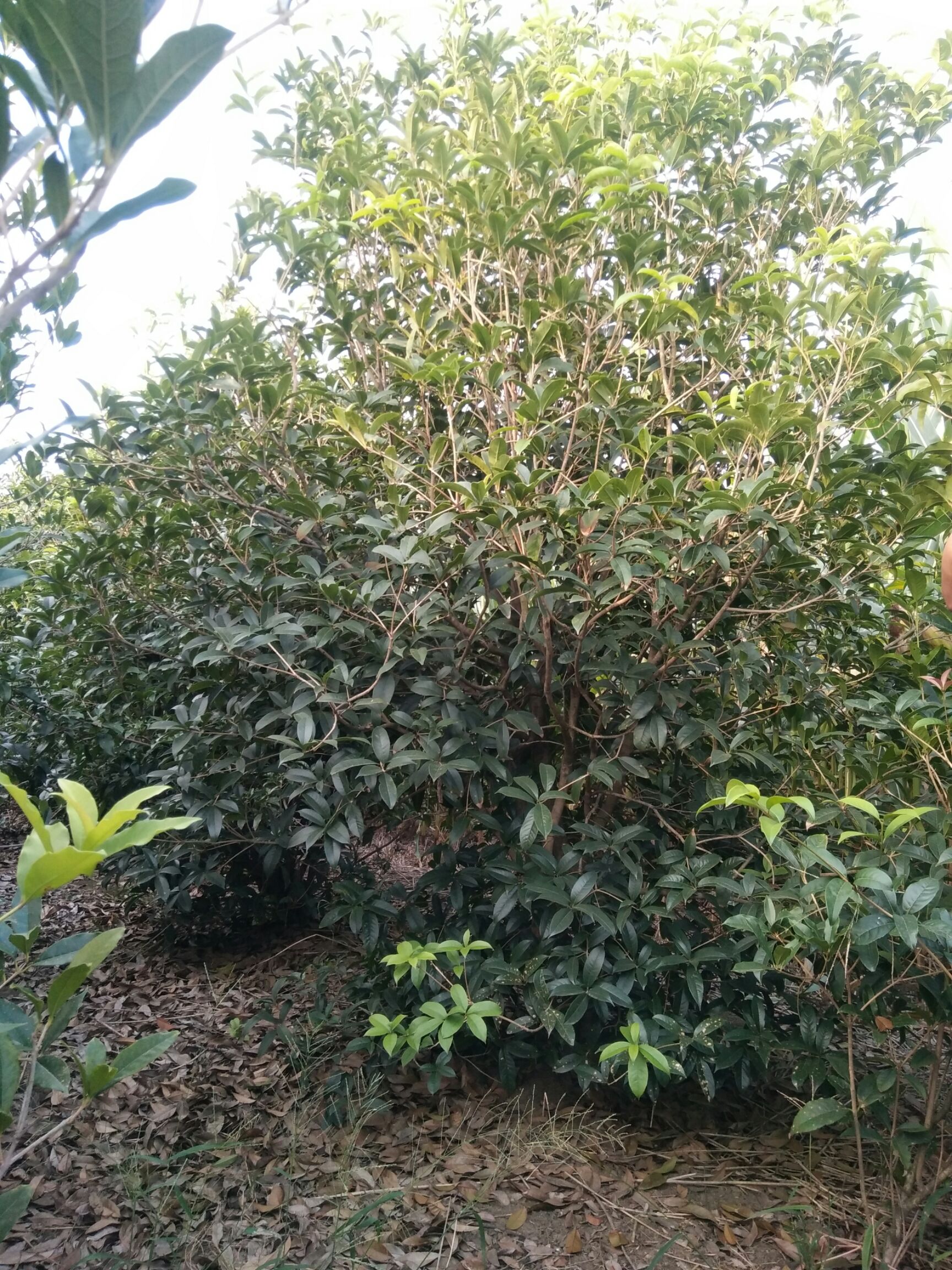 普通桂花树 丛生桂花