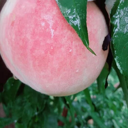 邯郸 水蜜桃，好吃，多汁